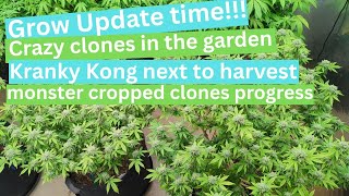 Garden update 3-18-25 indoor perpetual home grow plant progress and some weirdness+harvest's coming!