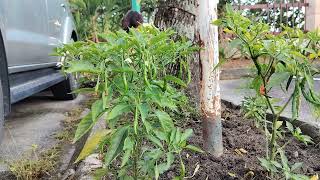 Gardening time