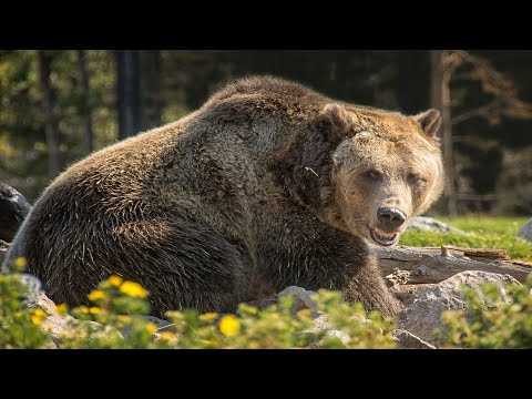 Vidéo: Que signifie le plus grizzli ?