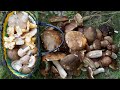 Белые грибы в дубово-грабовом лесу
