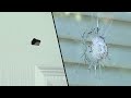 Asian-American Family’s Home Sprayed With Bullets