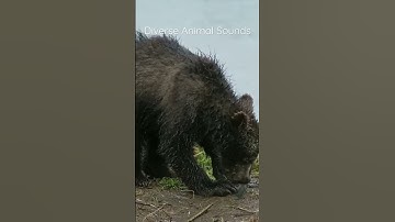 Panda Sounds in Nature #shorts #animalsounds