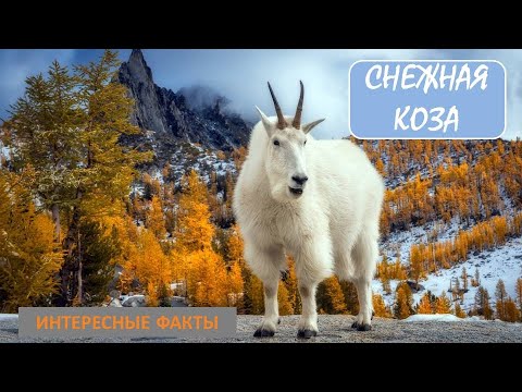 Видео: Снежна коза: описание, местообитание, интересни факти