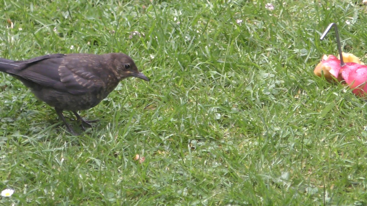 airshow schedule share Juvenile blackbird seen Cambridge UK 28 May 2019 345p