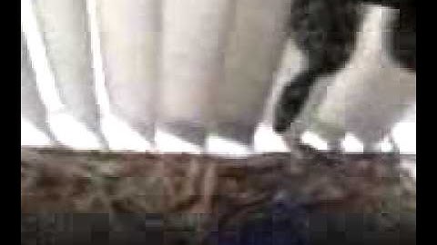 Jungle x Diamond Carpet Python feeding