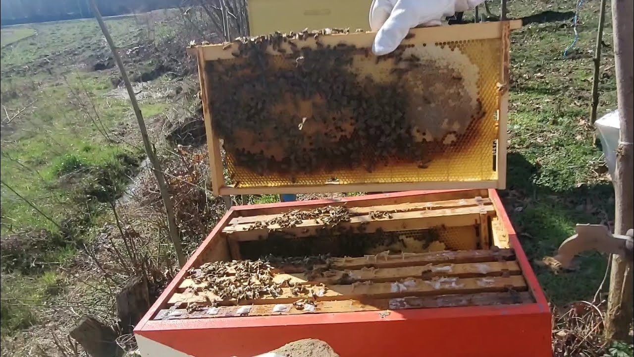 Sužavanje pčelinjih društava i upotreba pregradne - hranilice | Detaljan pregled košnice #pčele #bee