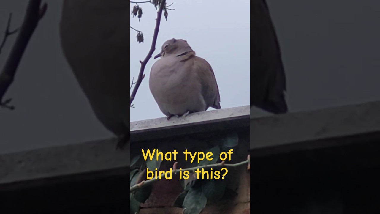 Что это за птица? 