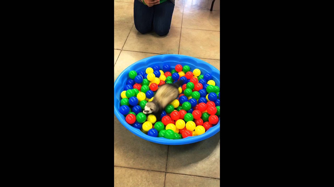 ferret plays in ball pit - YouTube