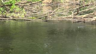 Papuan Spot Tail Bass Fishing With Gong Lei