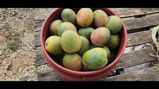 Can someone please tell me the name of this mango 🥭 please and thank 🫣 18763192481