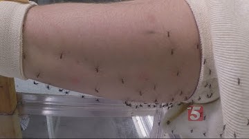 Insect Repellents Tested To Find Which Ones Are Safer, More Effective