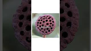 What is Trypophobia!