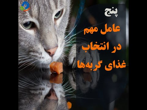 تصویری: تغییر رژیم غذایی گربه شما آلرژی های او را برطرف نخواهد کرد