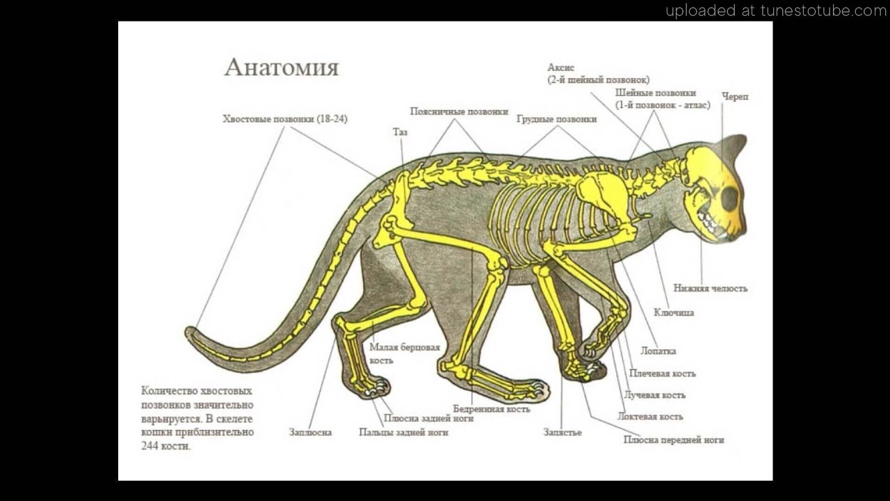 Про внутреннее строение. Скелет кошки строение. Скелет кота с описанием. Анатомия кота спереди. Строение скелета котенка.