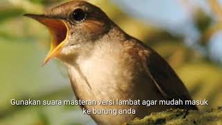 MASTERAN AMPUH SUARA SIKATAN LONDO VERSI LAMBAT