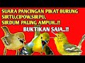 Pancingan Suara Pikat Burung Sirtu,Cipow,Sirpu / Sirdum Paling Ampuh