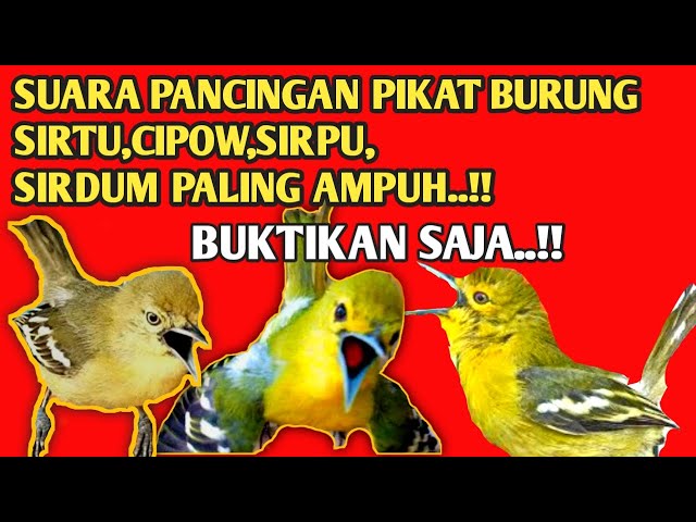 Pancingan Suara Pikat Burung Sirtu,Cipow,Sirpu / Sirdum Paling Ampuh class=