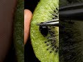 🥝 Watch This Tiny Kiwi Seed Get Pulled Out ! #viral #satisfying #macro