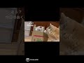 ダンボール箱を柴犬に自慢する猫。