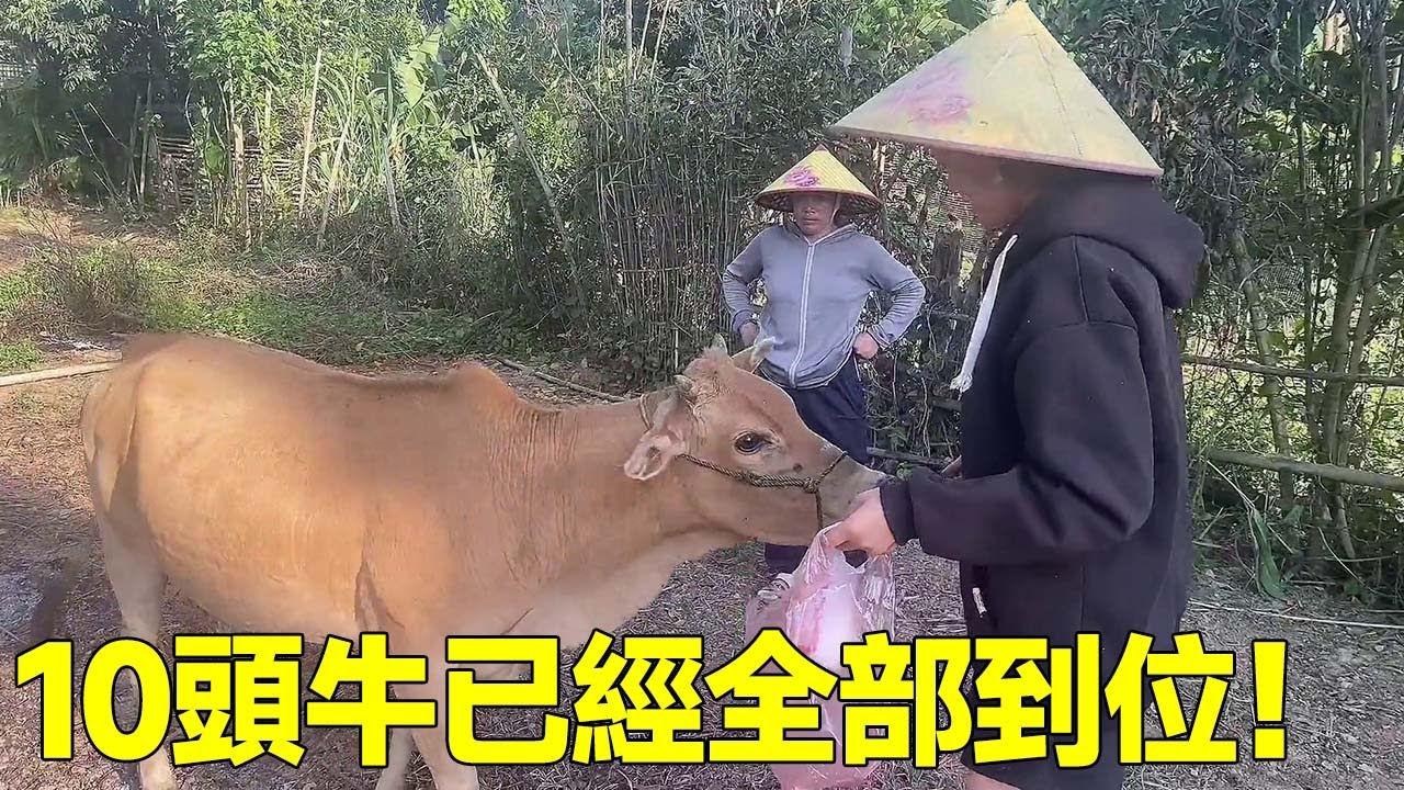 中國女婿給老撾娘家送10頭牛，已經全數到位！再買點豬肉給大家改善伙食！#老撾媳婦與禾草大叔