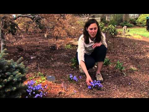 Video: Scilla flower: cultivation, description