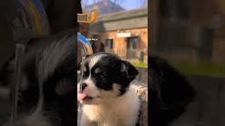 Psić 🐕🐶 // #pas #doglover #dogs #dogsvideo