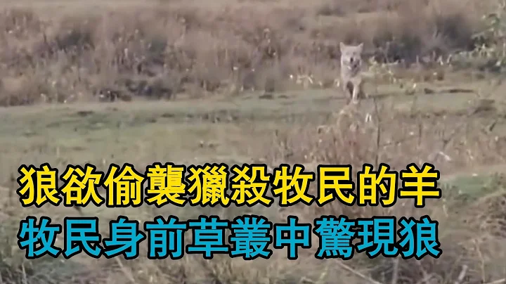 狼欲偷袭猎杀牧民的羊，牧民身前草丛中惊现狼，牧羊犬护主追击，激战中狼被锁喉拿下 - 天天要闻