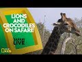 Animal Behavior and Adaptations