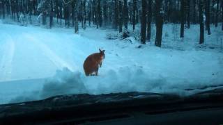 Kootwijker Kangoeroe