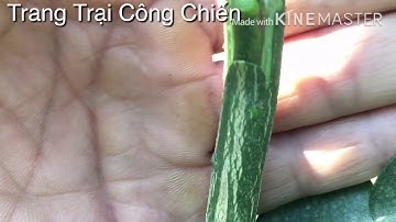 Cách ghép cải tạo giống cây bưởi ngon đơn giản