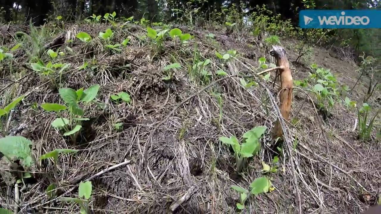 Idaho Morel Mushroom Hunting! YouTube