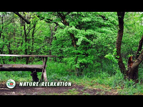 ЗВУКИ ПРИРОДЫ, ПЕНИЕ ПТИЦ, ЗВУКИ ЛЕСА / ЛЕС после дождя / 20 минут для Релаксации, Медитации и Сна