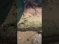 #music #fish #reptiles #youtube #foryou #zoo #aquarium