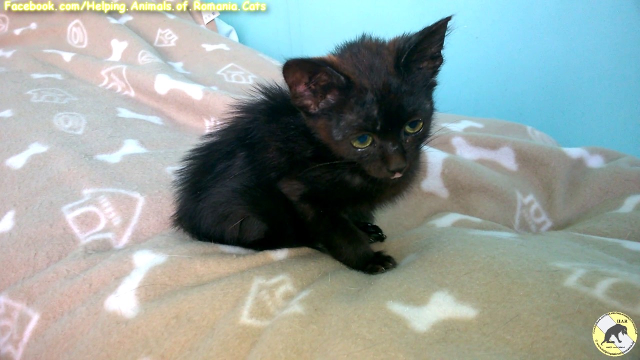 Vanya - lovely little girl animal welfare act of 1998 tagalog