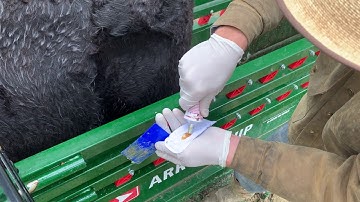 Setting Up Heifers for Artificial Insemination: Part 2