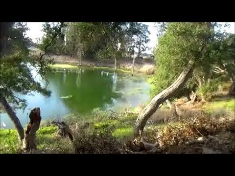 Video: Wisata Alam Elkhorn Slough, Teluk Monterey