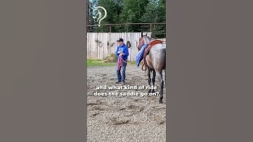 Learn Tips To Become Your Horse