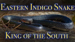 Eastern Indigo Snake
In this video we’re going to talk about the Eastern indigo snake. Eastern Indigo Snake