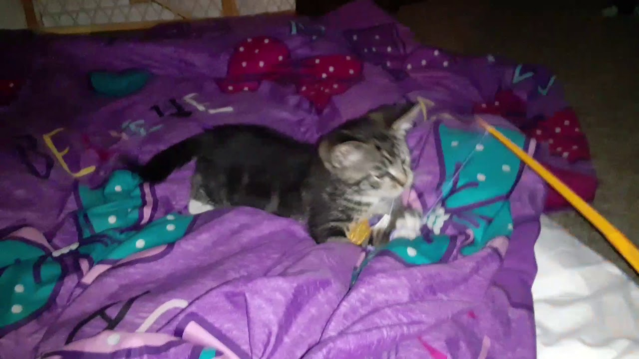 My cat's night time routine - YouTube