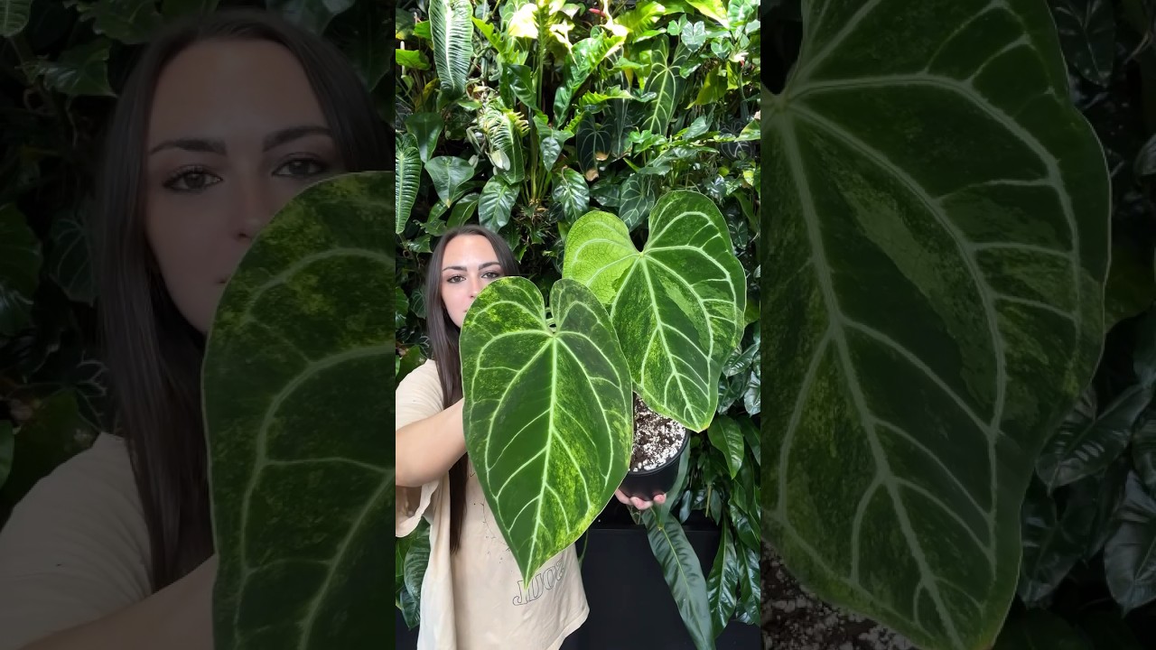 Anthurium crystallinum variegated by DocBlock® 