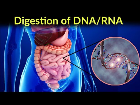 वीडियो: न्यूक्लिक एसिड किस दिशा में इकट्ठे होते हैं?