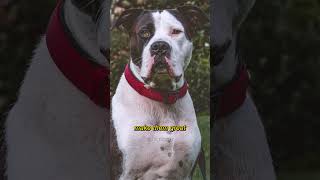 American Staffordshire Terrier Dog Breed Information #amstaff  #shorts #youtubeshort