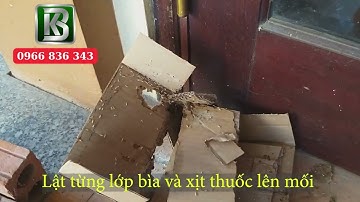 Dịch vụ diệt mối tận gốc tại Bắc Ninh & Bắc Giang | Diệt mối Kinh Bắc