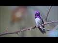 Esther Abrami - No.1 A Minor Waltz - Classical Music for Relaxation