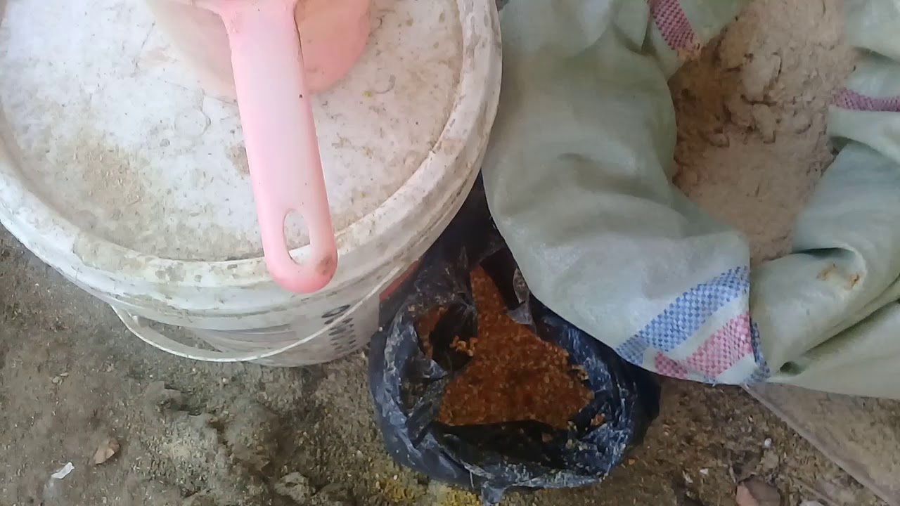 CARA TERNAK AYAM BANGKOK, AYAM KAMPUNG. MESIN SEDERHANA PELETAS TELUR