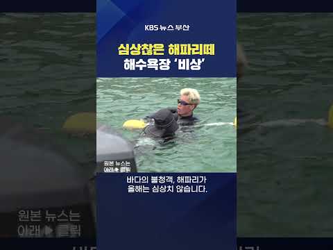 #해파리 #해수욕장 바다 피서 수온 바다 해운대 광안리 <strong>해양수산부</strong>