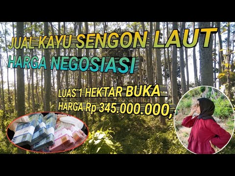 Video: Apakah harga kayu naik?