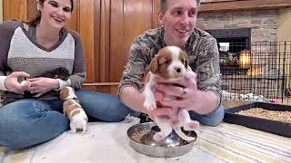 Cavalier Puppy Livestream: Playtime & Brunch, 4week Weight Checks, Deworming!