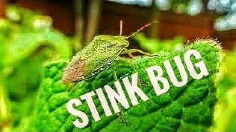 Stink Bug (Shield Bug)