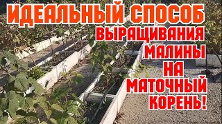 Идеальный способ выращивания малины на маточных корень!